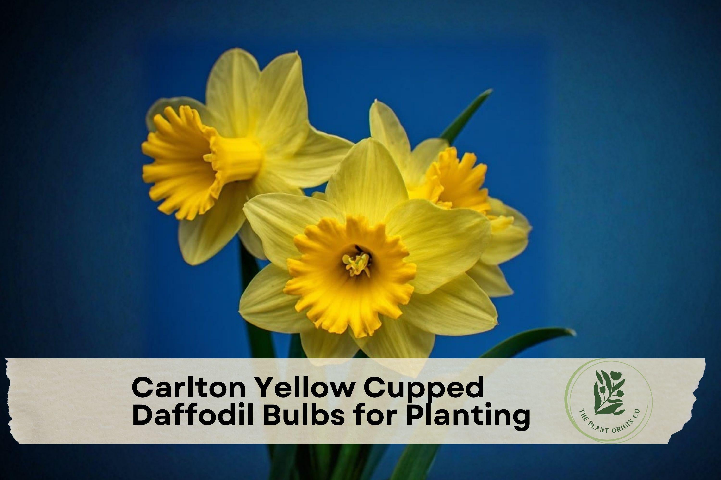 20 Carlton Yellow Cupped Daffodil Bulbs, Bright Spring Flower, Narcissus, Perennial Garden Bulbs for Borders & Beds