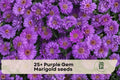 Purple Gem Marigold Seeds – 25+ Pack, Vibrant Purple-Red Blooms, Annual Flower for Garden Beds, Borders & Containers, Tagetes spp.