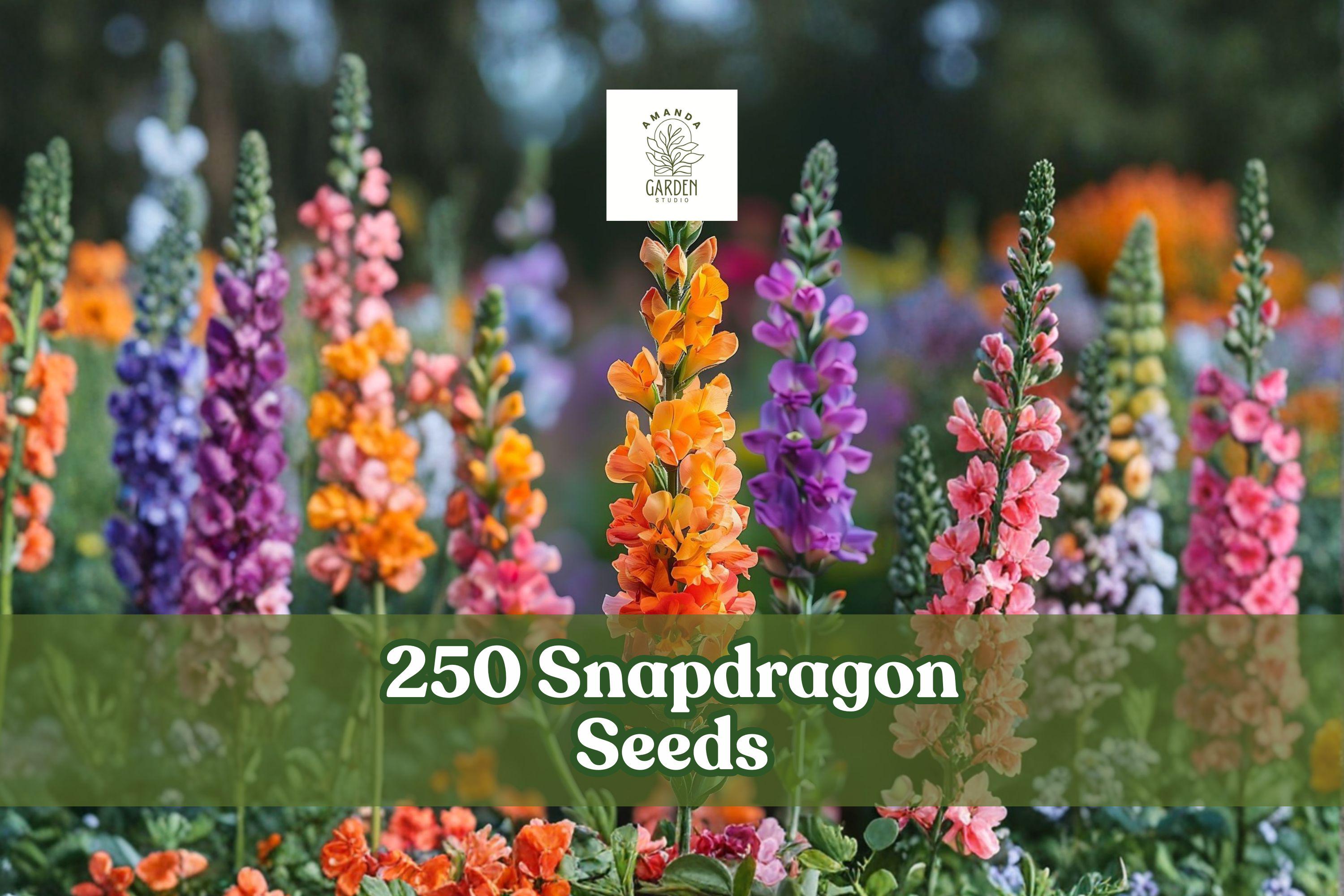 250+ Snapdragon Seeds, Antirrhinum majus, Mixed Colors, Garden Flowers for Borders & Pollinator Gardens