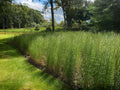 Andropogon virginicus Broomsedge Grass Seeds - Heirloom Non-GMO Native Meadow Landscaping Planting Seed Pack