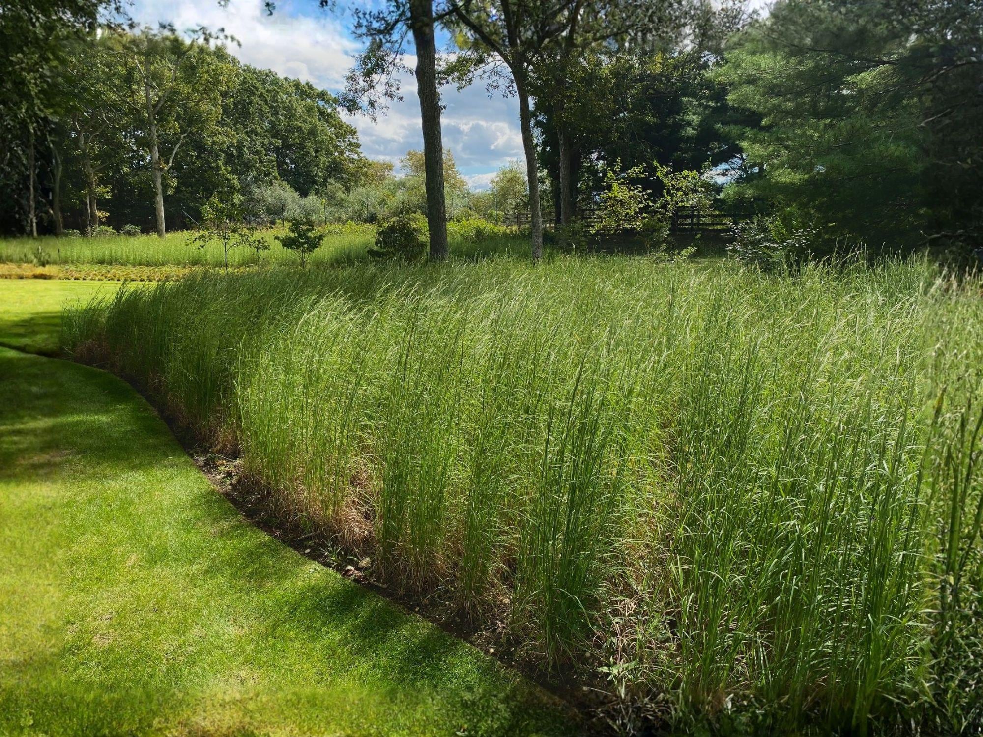 Andropogon virginicus Broomsedge Grass Seeds - Heirloom Non-GMO Native Meadow Landscaping Planting Seed Pack