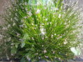 Spike Rush Seeds Eleocharis acicularis – Heirloom Non-GMO Aquatic Plant for Ponds and Water Gardens