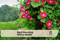 Red Morning Glory Seeds – Climbing Flower Vine, Ipomoea, Bright Red Blooms, Outdoor Garden, Fence & Trellis Plant Seeds