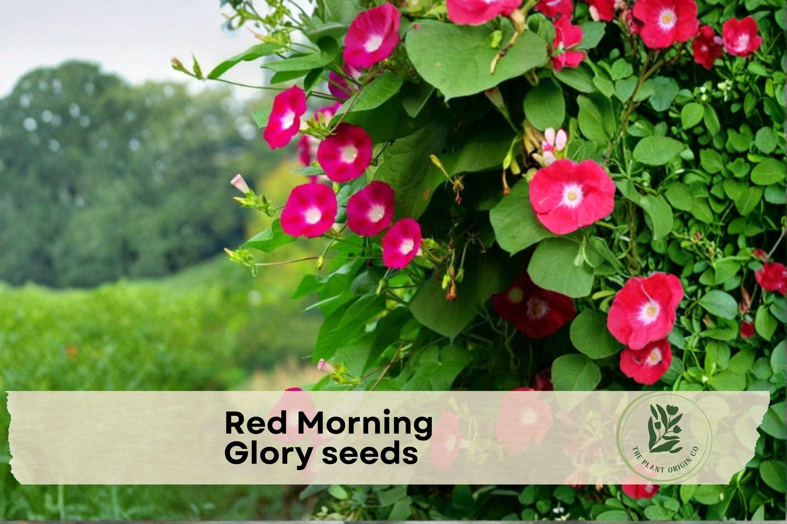 Red Morning Glory Seeds – Climbing Flower Vine, Ipomoea, Bright Red Blooms, Outdoor Garden, Fence & Trellis Plant Seeds
