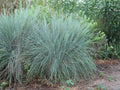 Little Bluestem Seeds (Schizachyrium scoparium) – Native Prairie Grass for Landscaping, Ornamental, Drought-Tolerant, Heirloom, Non-GMO