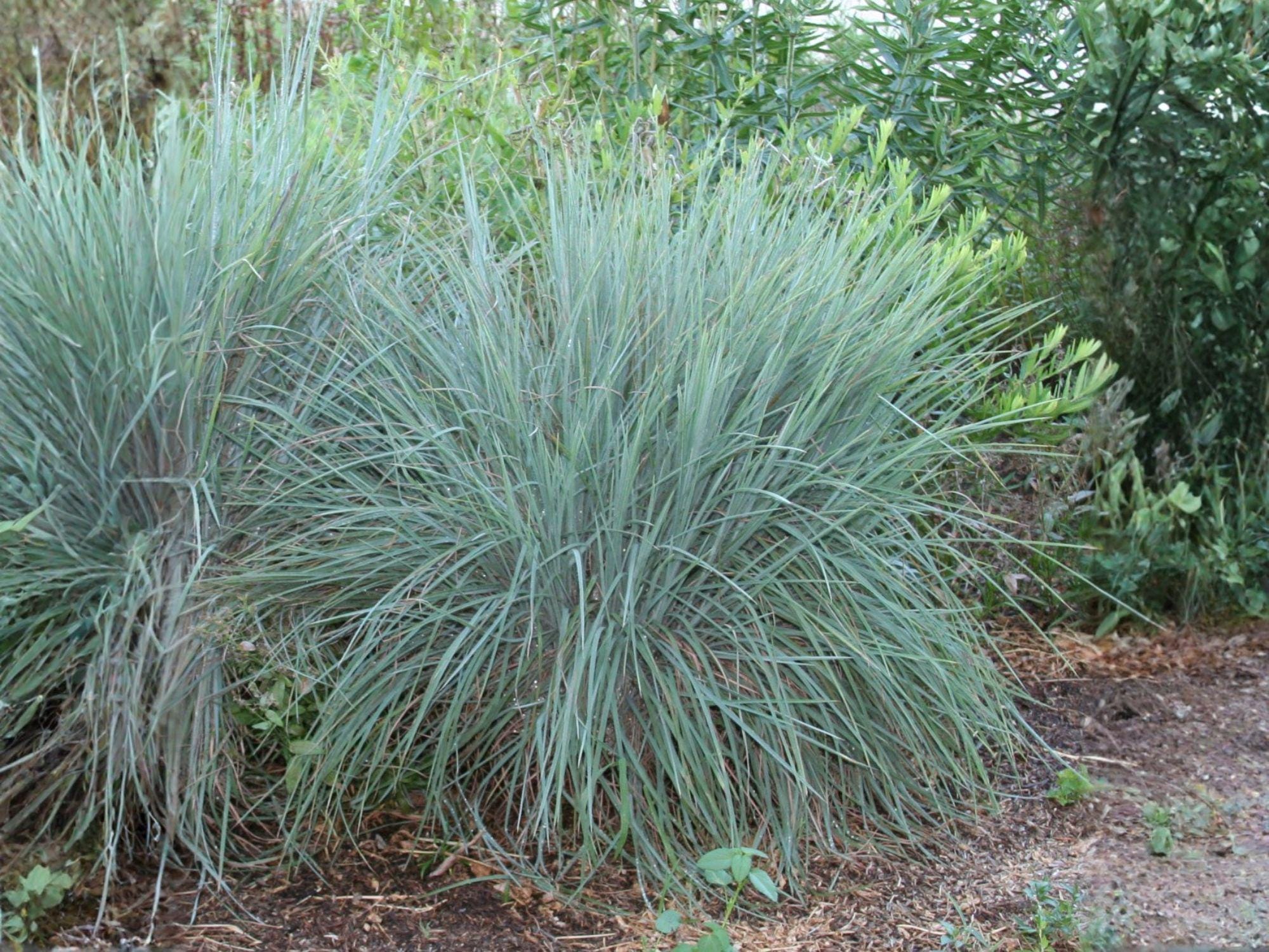 Little Bluestem Seeds (Schizachyrium scoparium) – Native Prairie Grass for Landscaping, Ornamental, Drought-Tolerant, Heirloom, Non-GMO