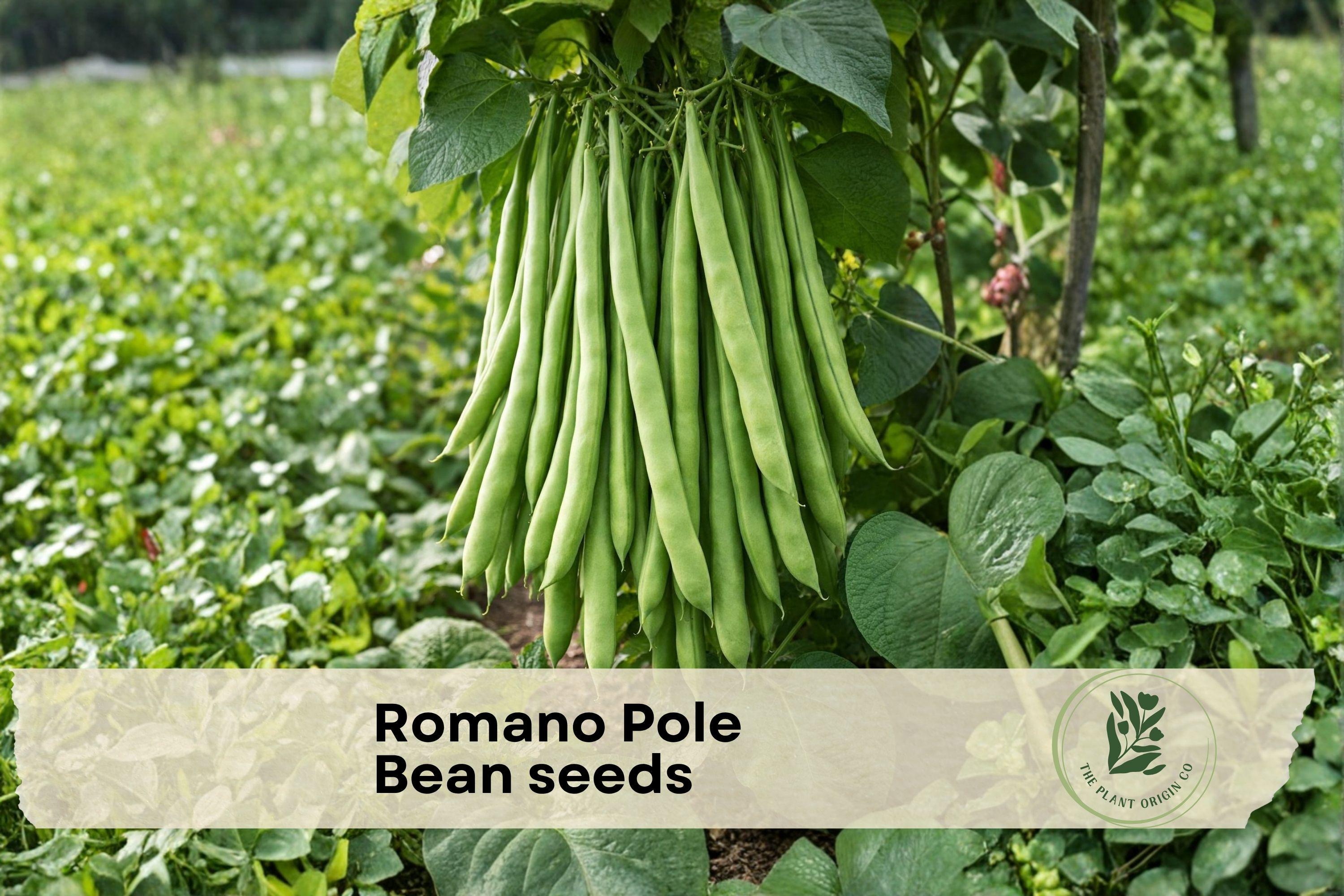 Romano Pole Bean Seeds, Climbing Vegetable Seeds, Qing Bian Beans, Phaseolus vulgaris, Outdoor Garden, Home Vegetable Garden