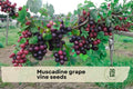 Muscadine Grape Vine Seeds, Vitis rotundifolia, Fruit Vine Seeds for Garden, Fences, Trellises, Outdoor Planting