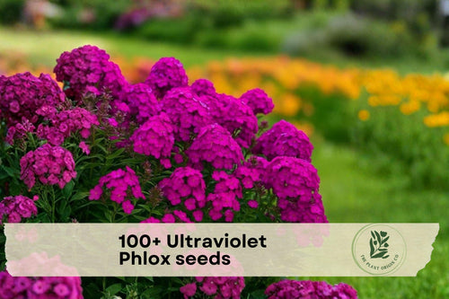 100+ Ultraviolet Phlox Seeds – Vibrant Purple Flowering Plant for Gardens, Borders & Pollinator Gardens, Phlox spp.