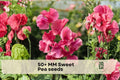 50+ MM Sweet Pea Seeds, Fragrant Climbing Flowering Vine, Lathyrus odoratus, Garden Trellises & Cut Flowers