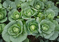 All Seasons Cabbage Seeds, Heirloom Non-GMO, Brassica oleracea, High Yield Green Heads, Culinary Vegetable, Hardy Plant