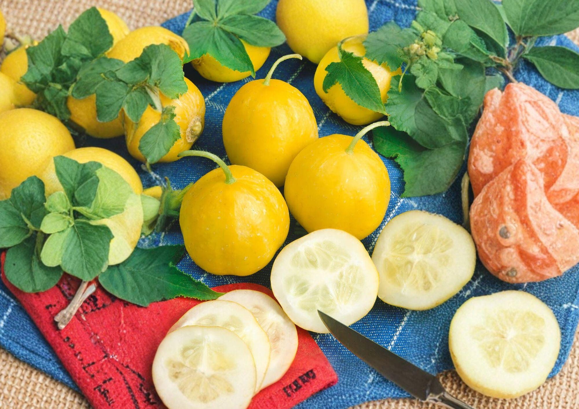 Lemon Cucumber Seeds Heirloom Non-GMO Round Yellow Pickling Vegetable, Cucumis sativus