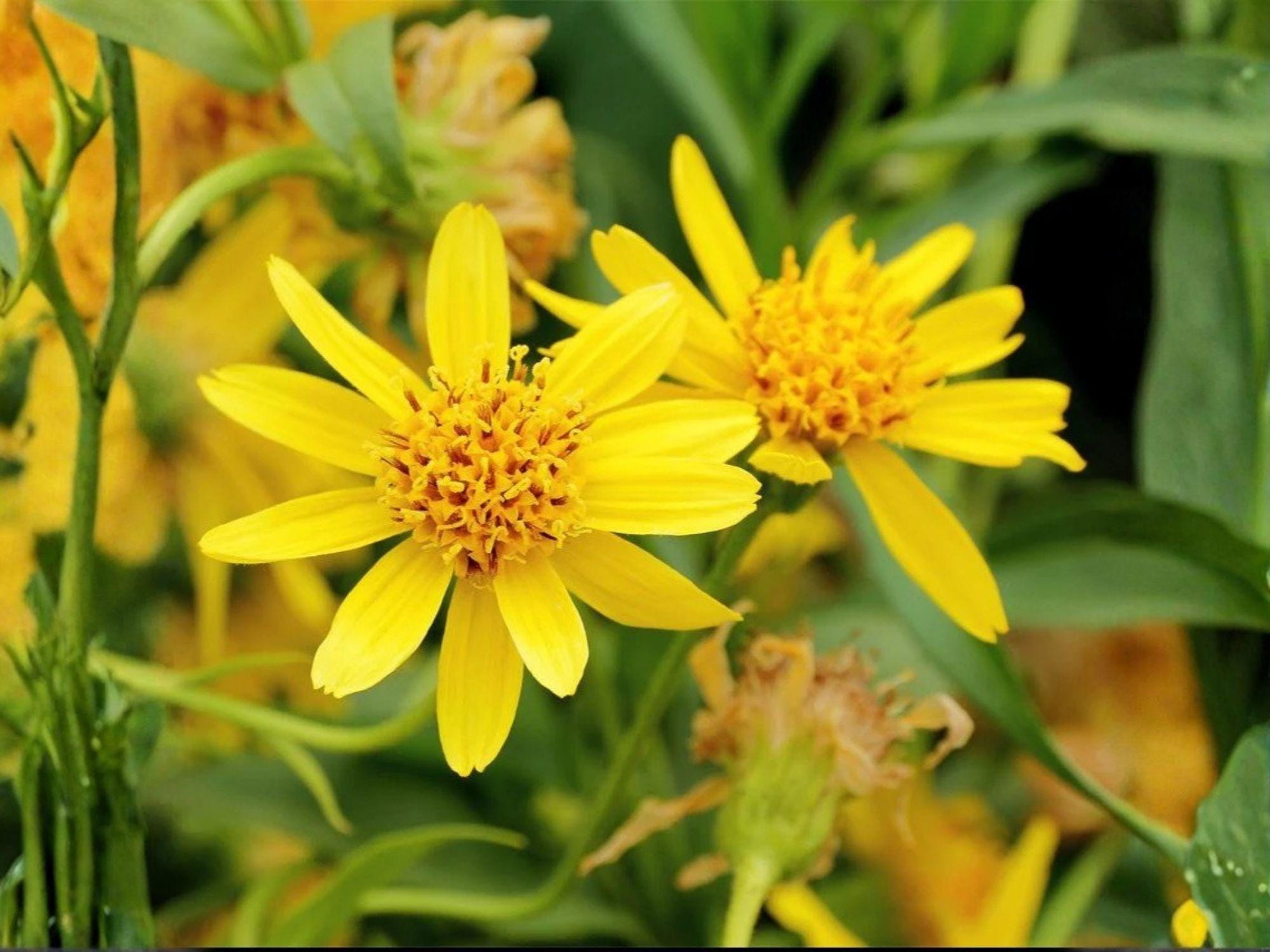 Arnica chamissonis Meadow Arnica Seeds – Heirloom Non-GMO Wildflower Seeds for Native Gardens & Wildflower Gardens