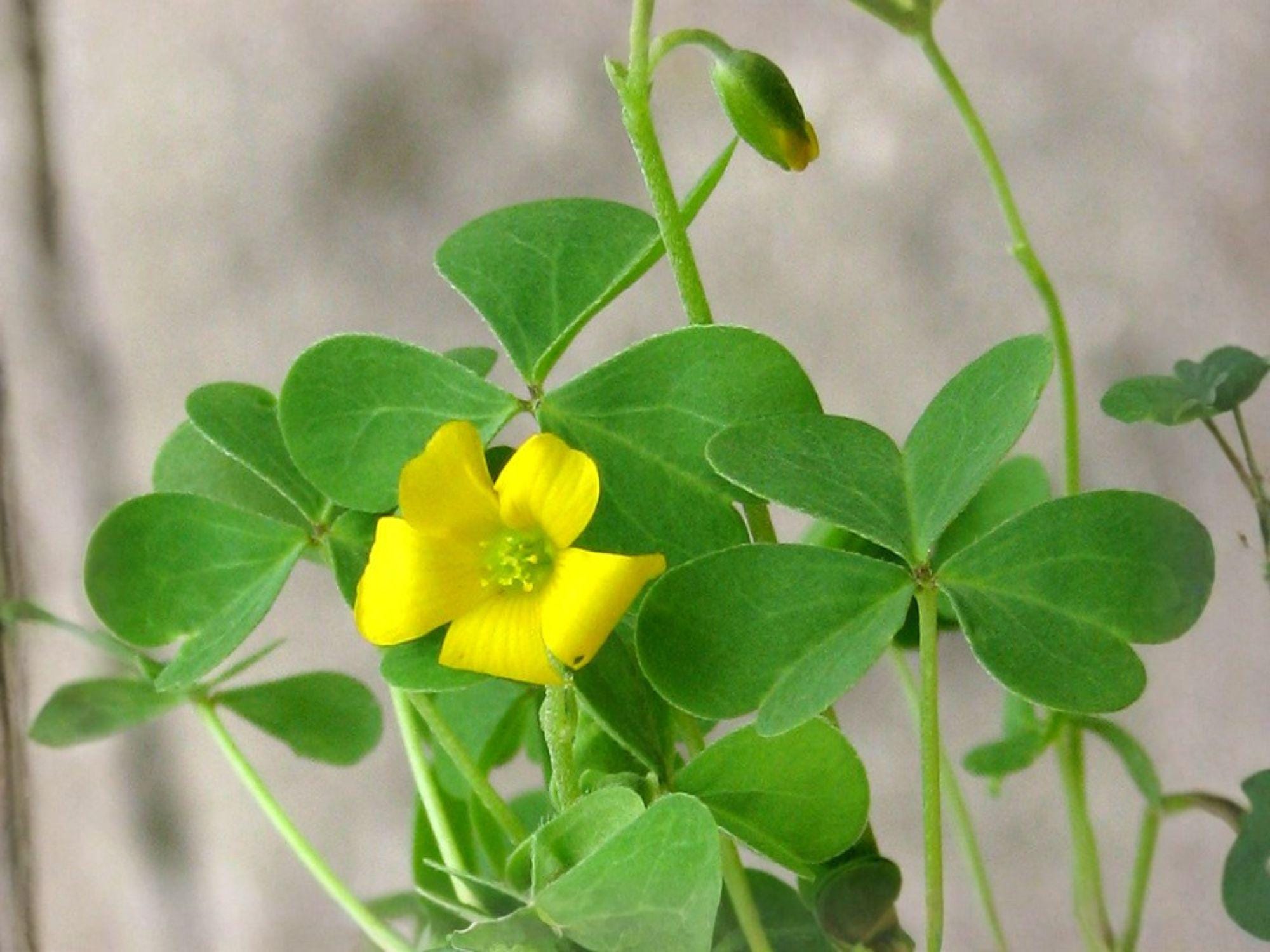 Yellow Wood Sorrel Seeds - Heirloom Non-GMO Oxalis stricta for Herb Garden, Container, and Wildflower Planting