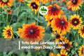 200 Toto Gold Gloriosa Black-eyed Susan Daisy Seeds – Rudbeckia hirta, Bright Yellow Flowers, Pollinator-Friendly, Compact Annual for Borders & Containers