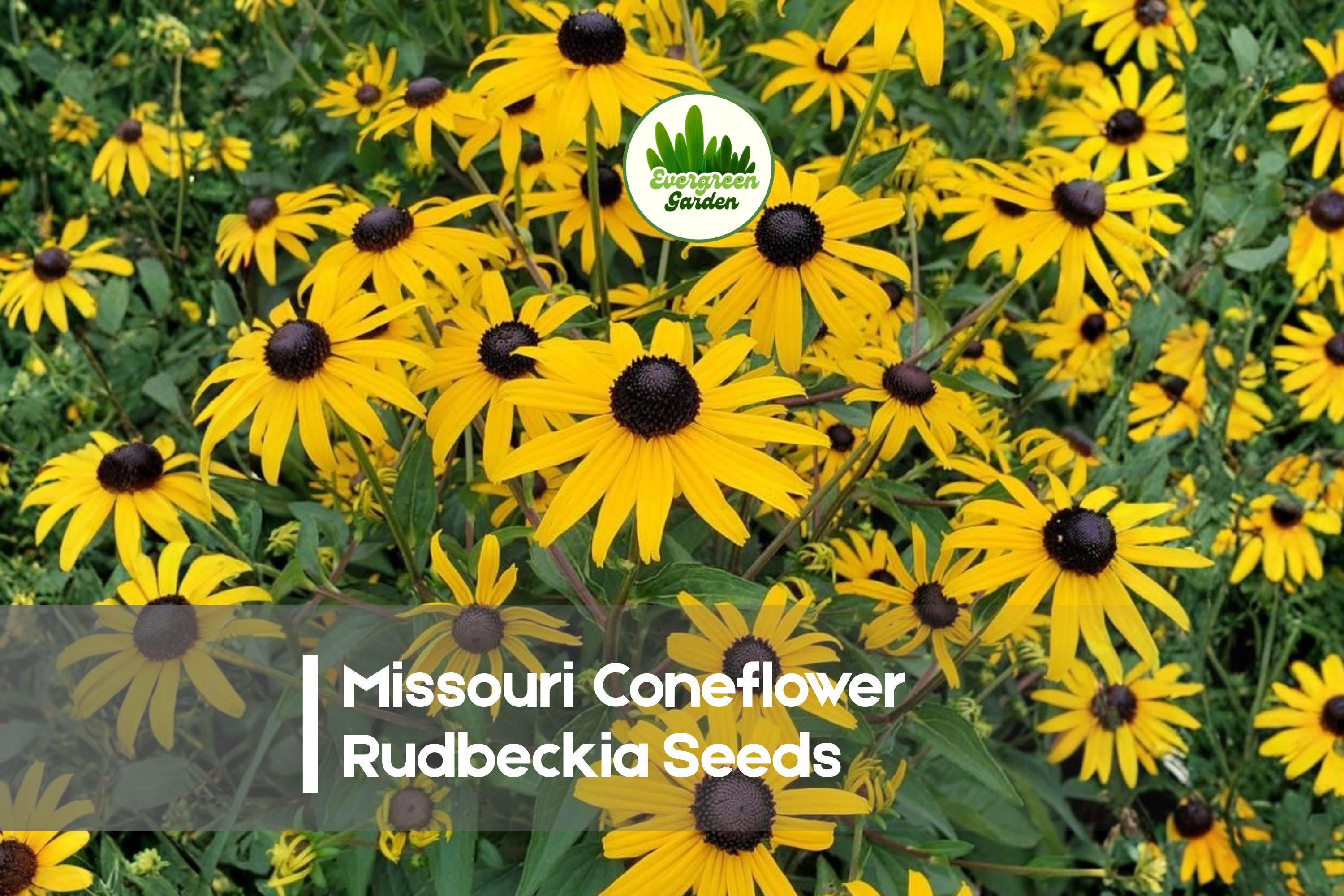 Missouri Coneflower Seeds, Rudbeckia missouriensis, Perennial Wildflower, Golden Yellow Blooms, Prairie, Pollinator Garden