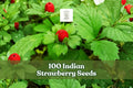 Indian Strawberry Seeds - Duchesnea indica Ground Cover, Creeping Perennial with Yellow Flowers & Red Fruits, 100 Seeds
