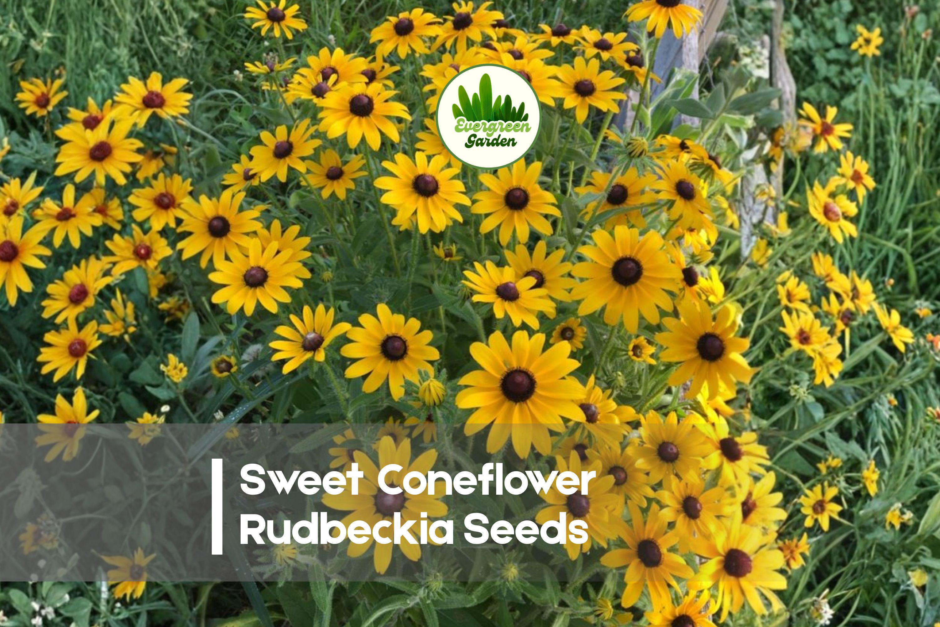 200 Sweet Coneflower Rudbeckia Seeds - Perennial Prairie Flower for Pollinator Gardens, Bright Yellow Blooms, Rudbeckia subtomentosa