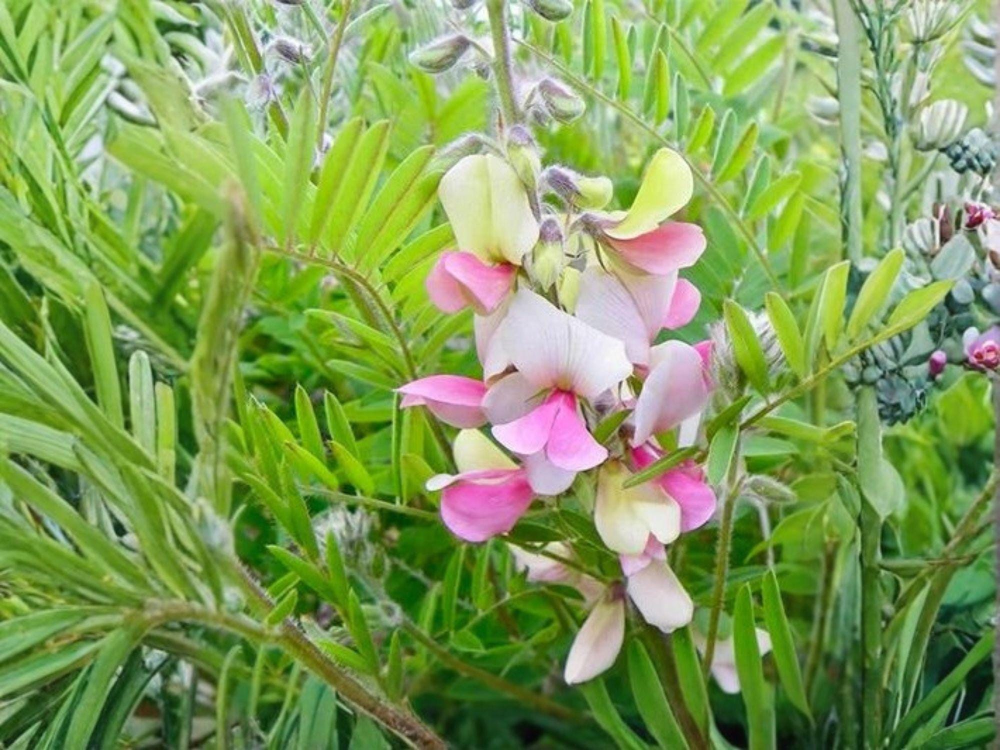 Tephrosia virginiana Goat’s Rue Seeds – Heirloom Non-GMO Native Wildflower for Garden, Wildflower, Native Plant, Ornamental, Pollinator-Friendly