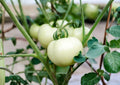 120+ Great White Tomato Seeds - Heirloom Non-GMO Solanum Lycopersicum Large Pale Beefsteak Garden Seeds