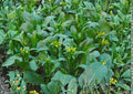 Yu Choy Choi Sum Seeds, Heirloom Non-GMO Brassica Vegetables for Asian Greens, Tender Stems & Yellow Flowers, Organic Garden Seeds