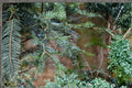 European Silver Fir Seeds – Abies alba Evergreen Conifer Tree with Dark Green Needles and Silvery Undersides