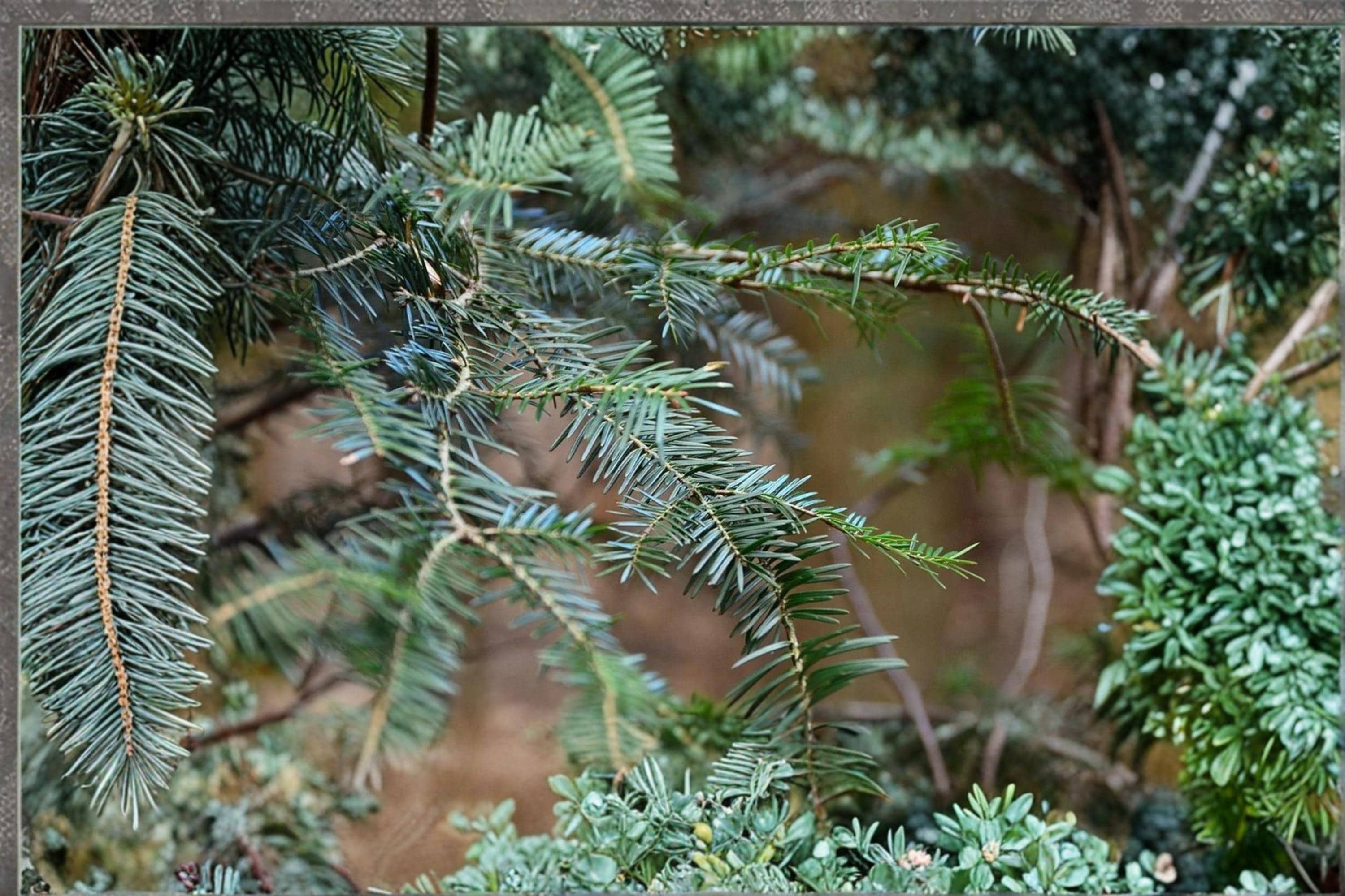 European Silver Fir Seeds – Abies alba Evergreen Conifer Tree with Dark Green Needles and Silvery Undersides