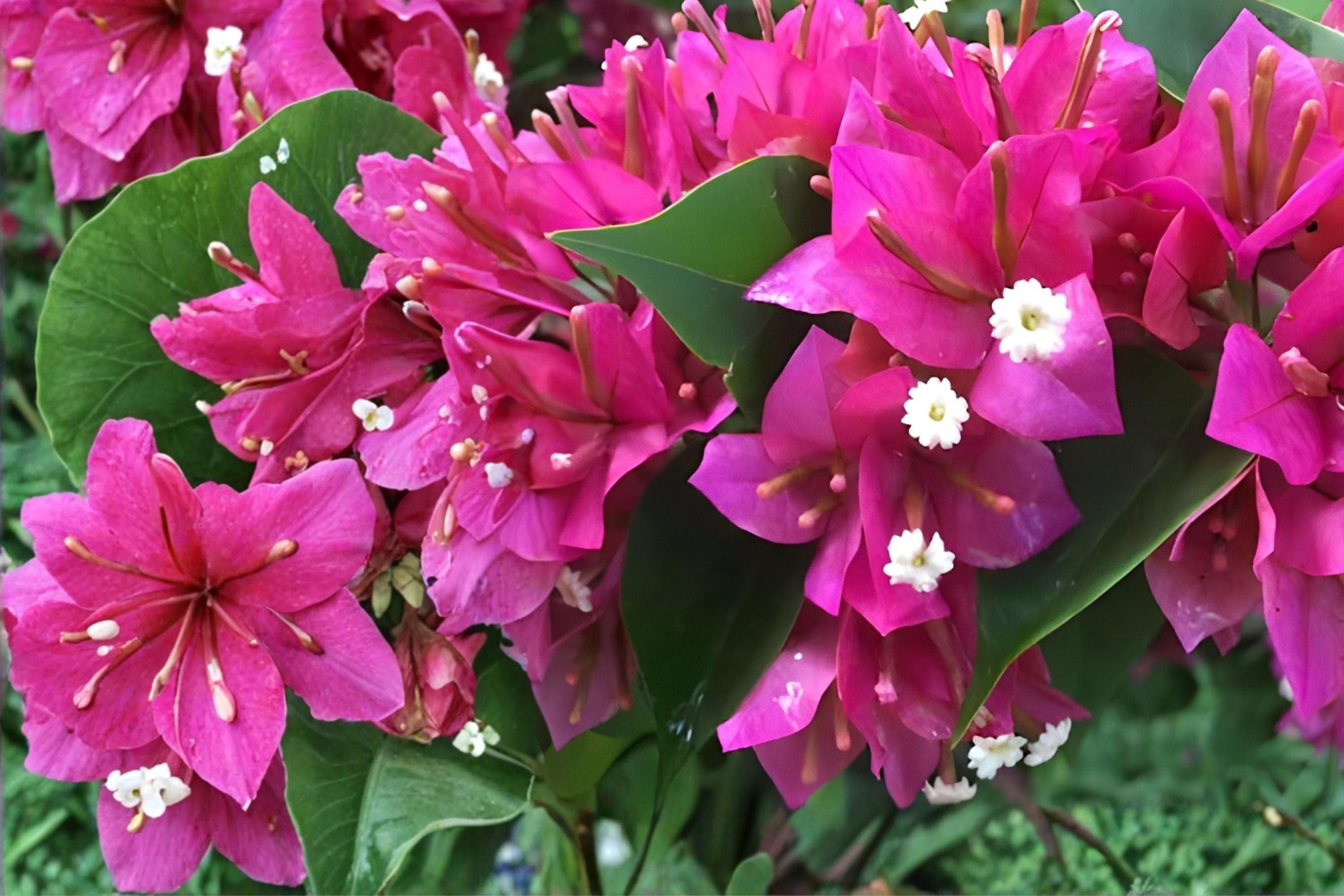 Fuchsia Bougainvillea Cuttings | Bougainvillea spectabilis Tropical Vine | 7 Live Unrooted Cuttings for Trellises & Containers