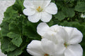 White Zonal Geranium Cuttings - Pelargonium, 3 Live Unrooted Plant Cuttings, Bright White Blooms, Flowering Perennial