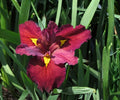 Live Ann Chowning Louisiana Iris Plant – Red Marginal Aquatic Pond/Bog Flower, Hardy Water Garden Plant