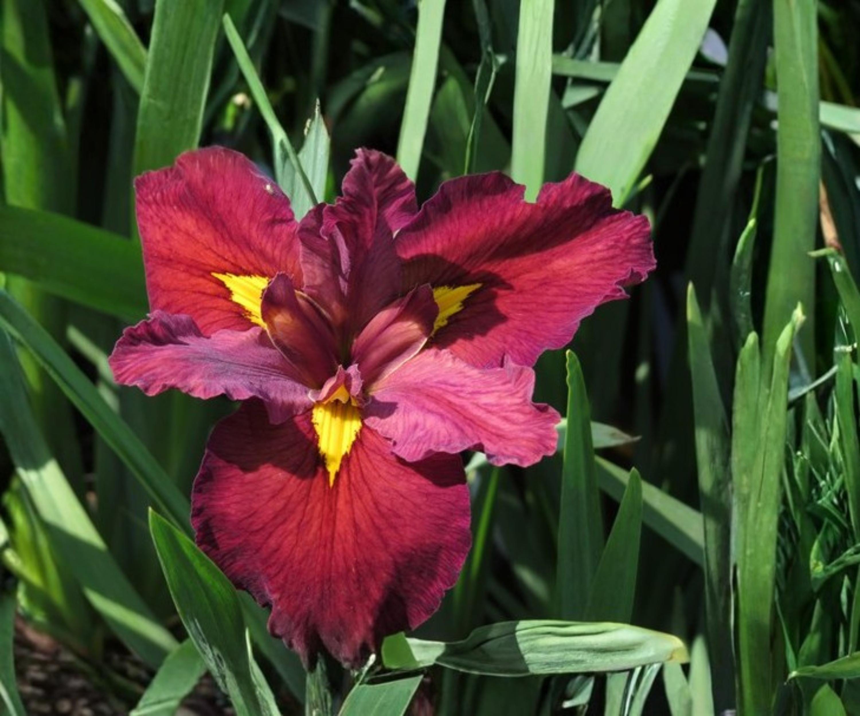 Live Ann Chowning Louisiana Iris Plant – Red Marginal Aquatic Pond/Bog Flower, Hardy Water Garden Plant
