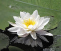 Marliacea Albida Water Lily Live Plant – Hardy White Nymphaea for Ponds & Water Gardens