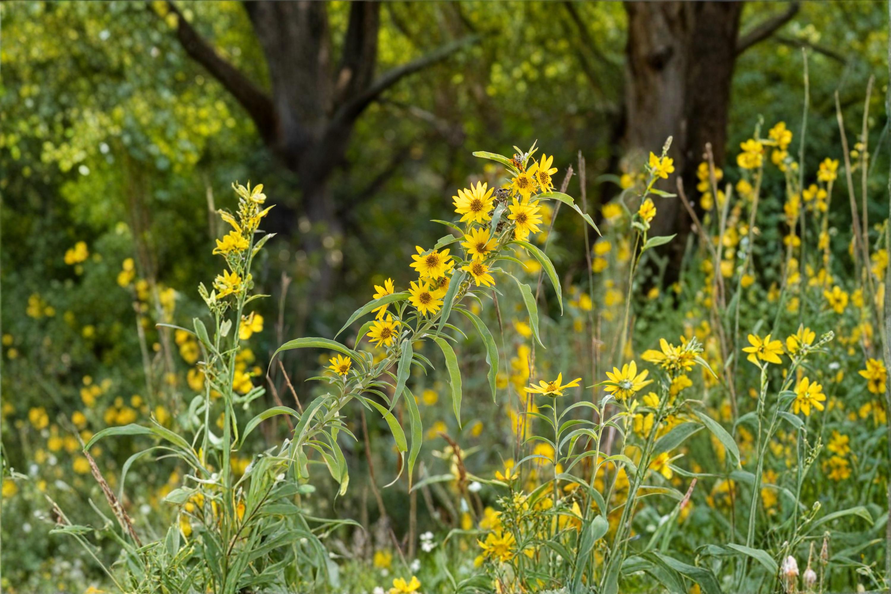 Maximilian Sunflower Seeds – Helianthus maximiliani – Perennial Wildflower with Bright Yellow Daisy-Like Blooms