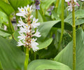 White Pickerel Weed Live Pond Plant – Pontederia cordata, Hardy Aquatic Marginal Water Garden Flower