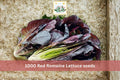Red Romaine Lettuce Seeds – 1000 Pack, Leafy Vegetable, Crisp Green & Red Lettuce, Lactuca sativa, Cool Season Garden Seeds
