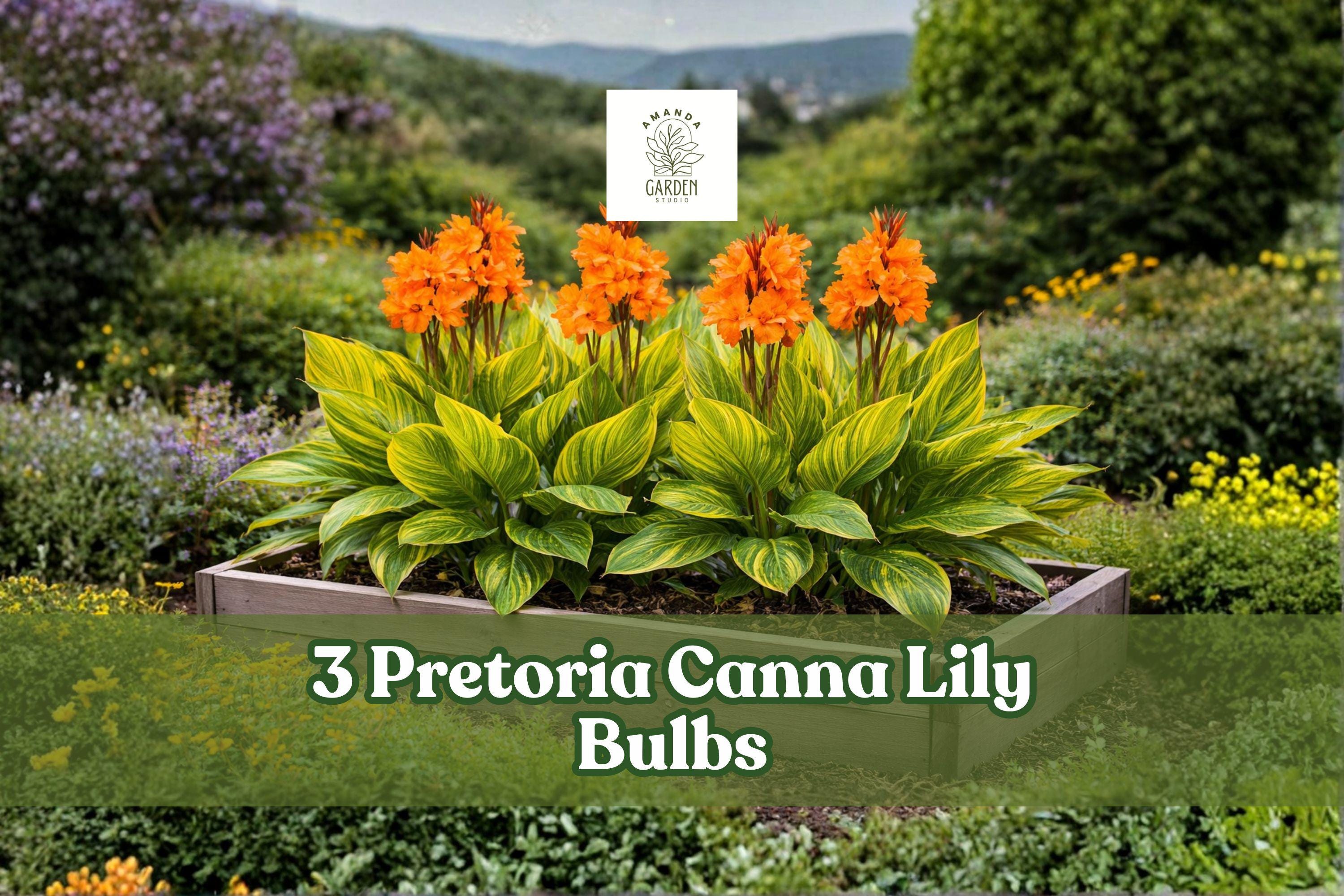 Pretoria Canna Lily Bulbs – Orange Tropical Flowers – Canna indica – Garden, Container, Border Plant