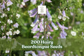 200 Hairy Beardtongue Seeds Penstemon hirsutus Perennial Wildflower Lavender Trumpet Flowers