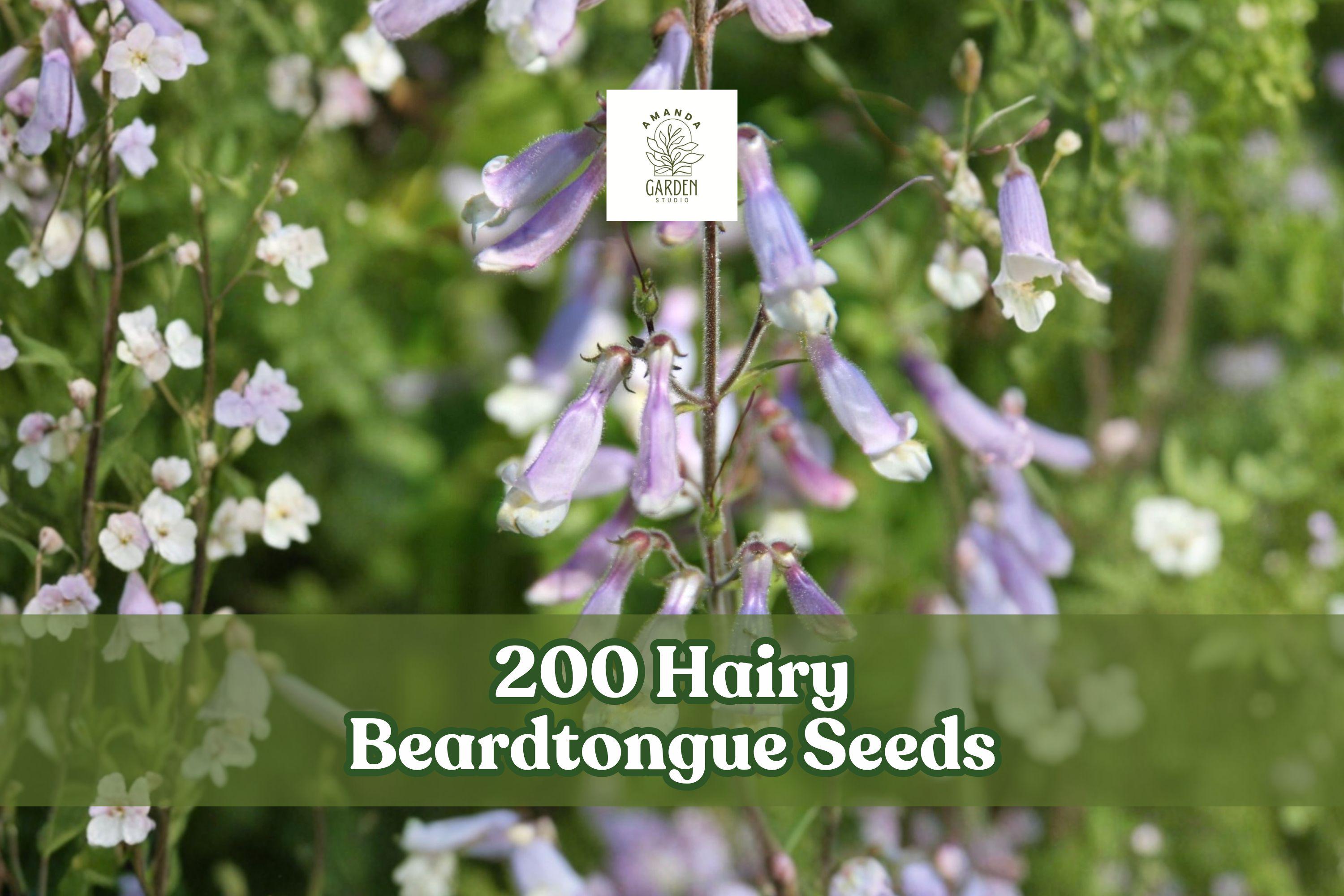 200 Hairy Beardtongue Seeds Penstemon hirsutus Perennial Wildflower Lavender Trumpet Flowers