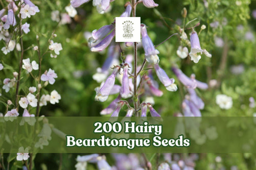 200 Hairy Beardtongue Seeds Penstemon hirsutus Perennial Wildflower Lavender Trumpet Flowers