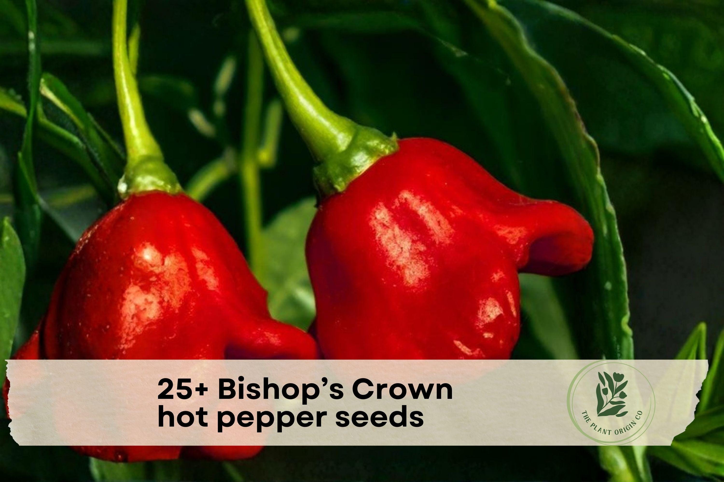 Bishop’s Crown Hot Pepper Seeds, Rare Capsicum baccatum, Unique Crown-Shaped Chili, Vegetable Plant for Garden & Containers