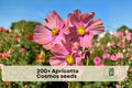 Apricotta Cosmos Seeds, Apricot Pink Flowers, Easy-to-Grow Annual, Cosmos bipinnatus, Garden Beds & Containers