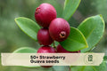 50+ Strawberry Guava Seeds – Tropical Fruit Tree, Psidium cattleianum, Grow Your Own Small, Sweet, Red Fruit Plant