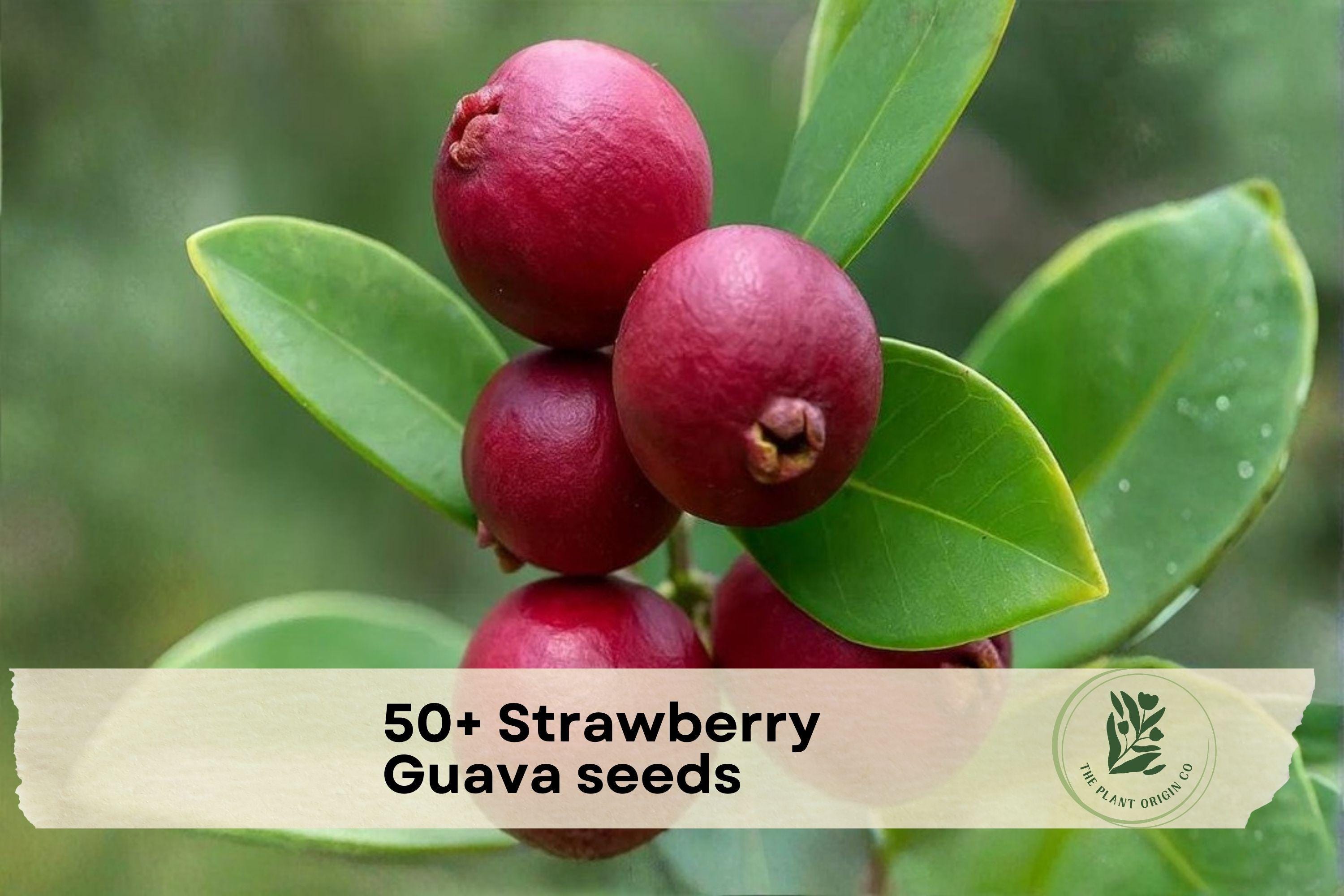 50+ Strawberry Guava Seeds – Tropical Fruit Tree, Psidium cattleianum, Grow Your Own Small, Sweet, Red Fruit Plant