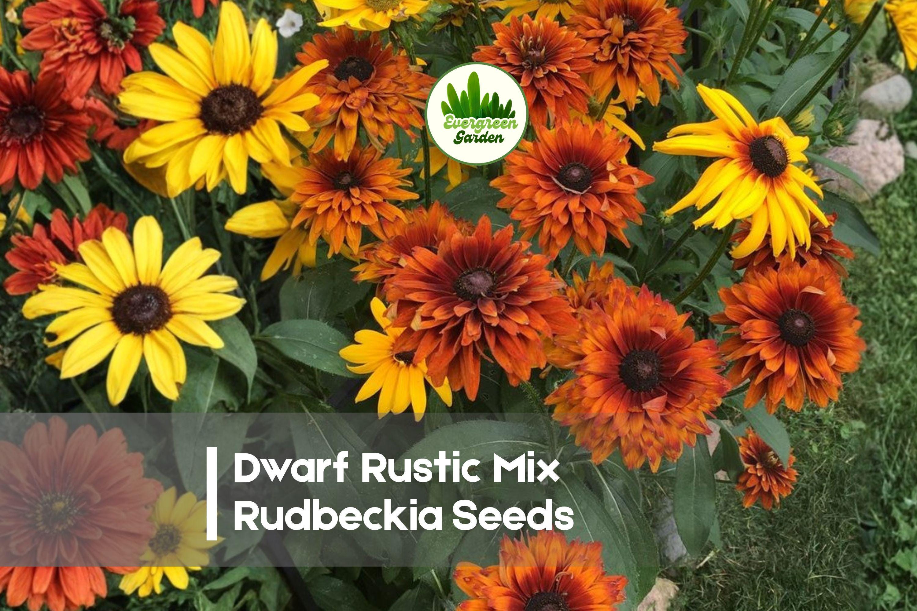 Dwarf Rudbeckia Seeds | Rustic Mix, Black-eyed Susan, Bright Summer Blooms, Rudbeckia hirta, Pollinator-Friendly, 200 Seeds
