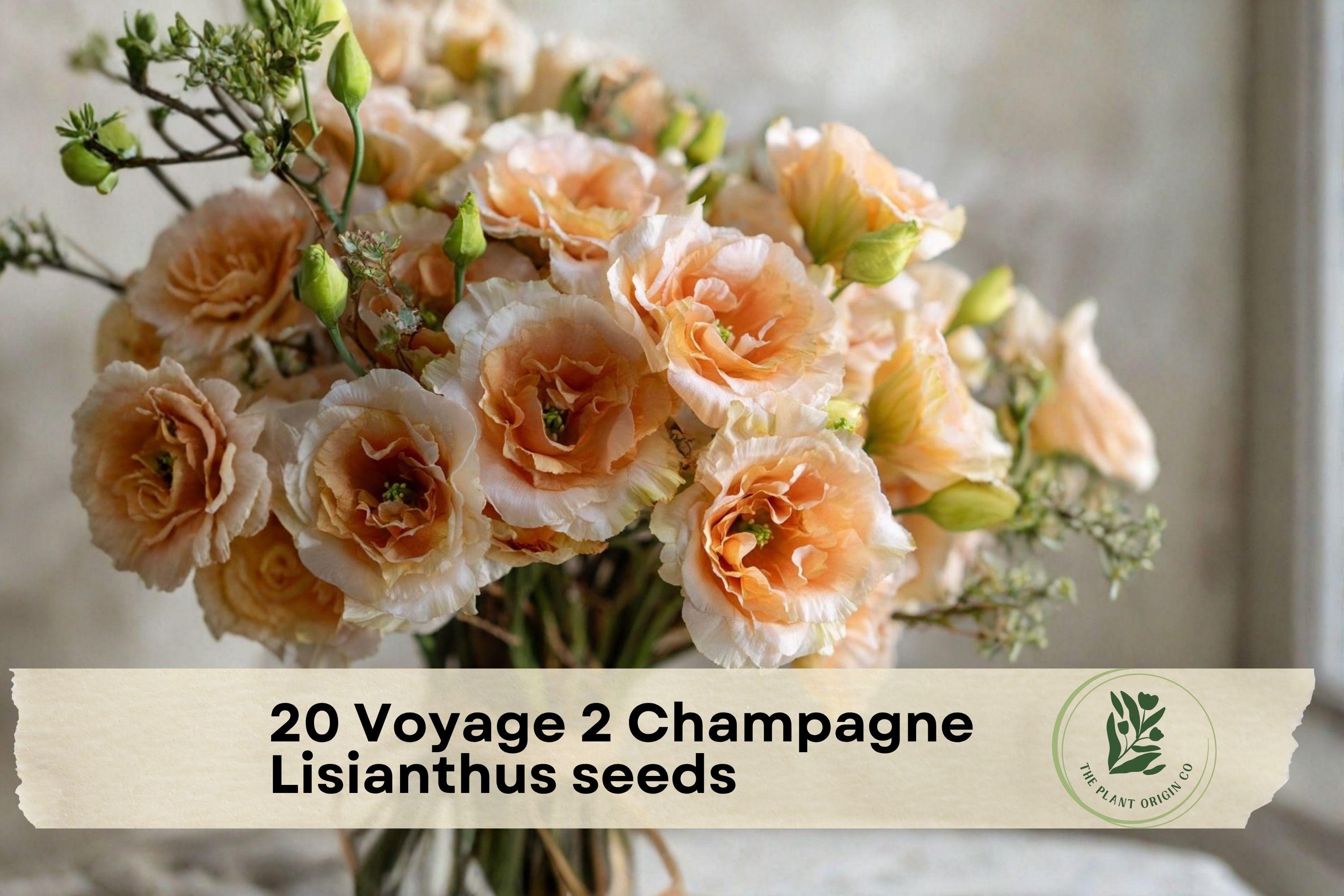 20 Voyage 2 Champagne Lisianthus Seeds | Eustoma grandiflorum Flower Seeds for Garden Beds & Cut Flowers