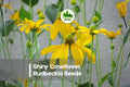Shiny Coneflower Rudbeckia Seeds – Native Perennial Wildflower for Prairie Gardens & Pollinator Beds