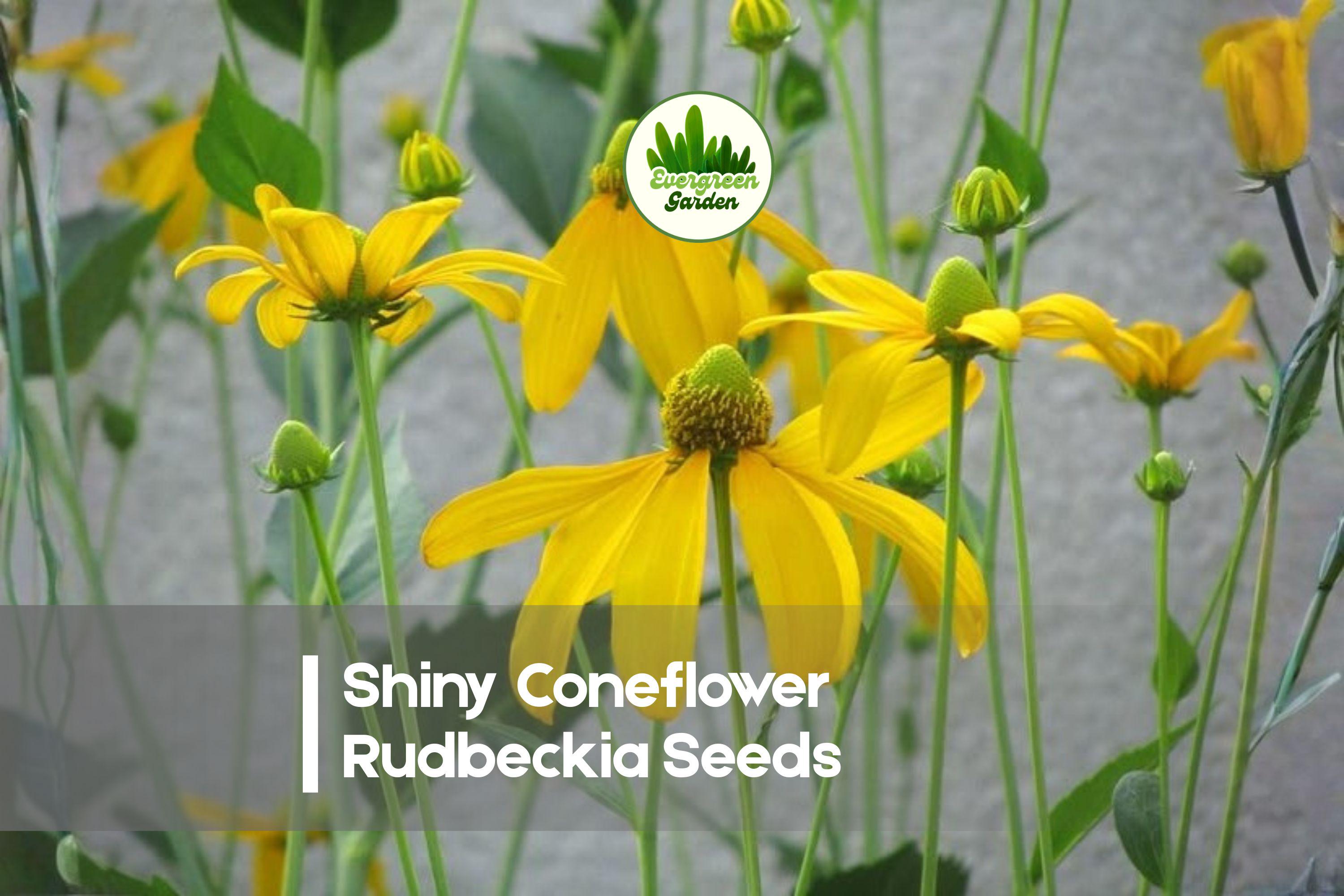Shiny Coneflower Rudbeckia Seeds – Native Perennial Wildflower for Prairie Gardens & Pollinator Beds