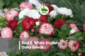 200 Red & White English Daisy Seeds - Bellis perennis, Spring Blooming, Edging, Border, Cottage Garden, Pollinator-Friendly