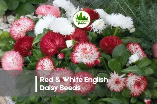 200 Red & White English Daisy Seeds - Bellis perennis, Spring Blooming, Edging, Border, Cottage Garden, Pollinator-Friendly