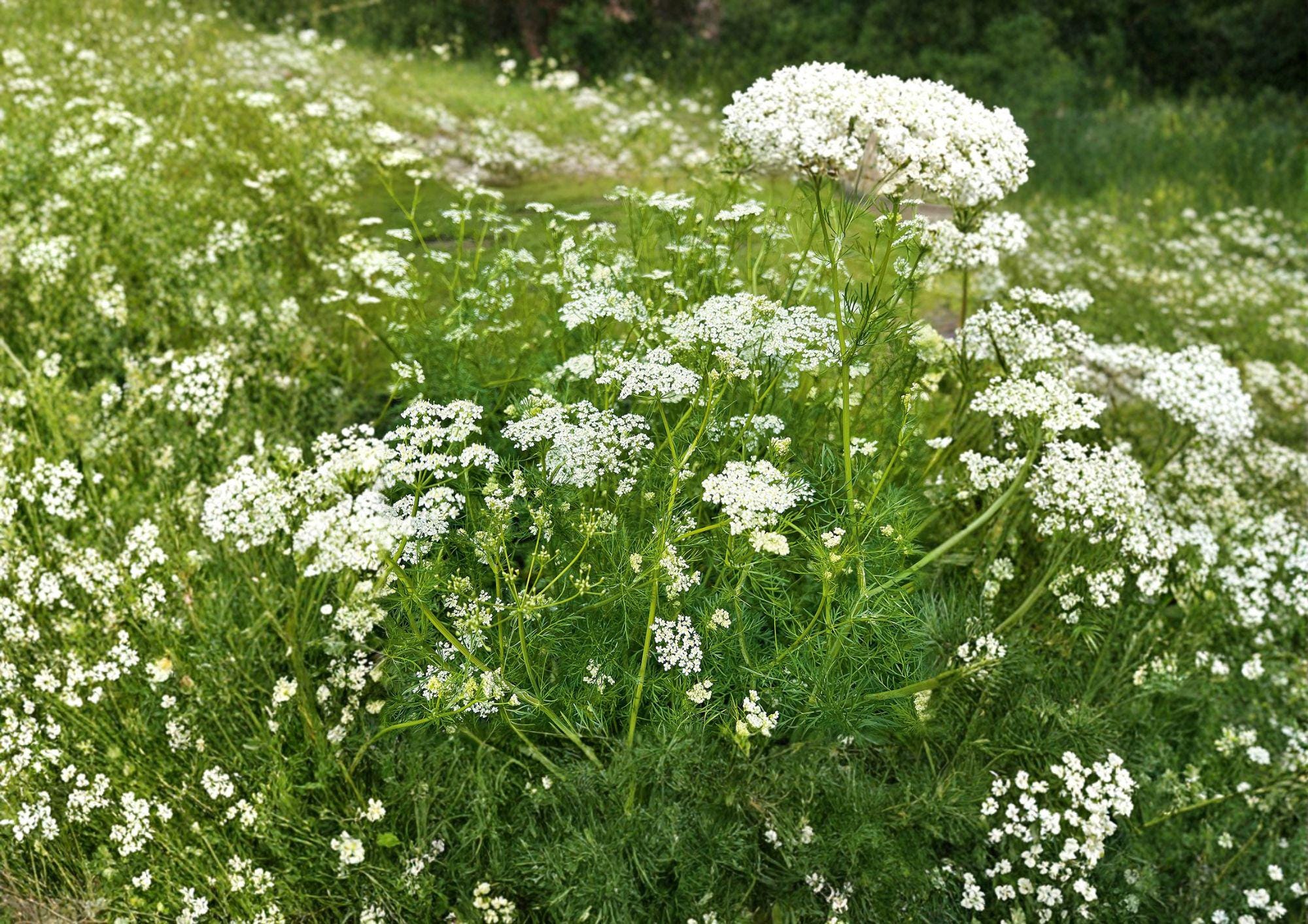Caraway Seeds Bulk Pack | Culinary & Medicinal Herb Seeds for Garden Planting | Non-GMO, Aromatic Spice Plant